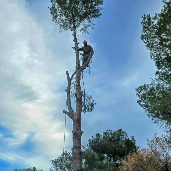 poda de altura (8)